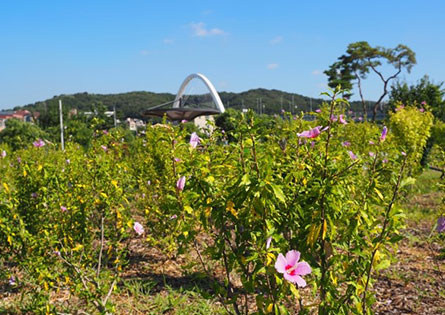 무궁화숲길6